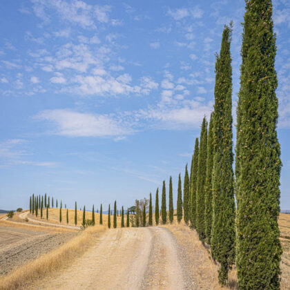 Camino de cipreses – paisaje típico de Toscana