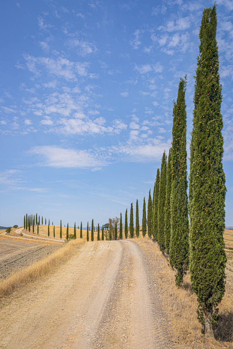 Camino de Cipreses